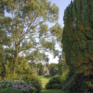 Grey Abbey garden with Eucalyptus and Abbey ruins beyond