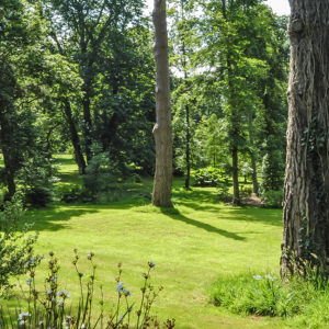 Grey Abbey garden woodland