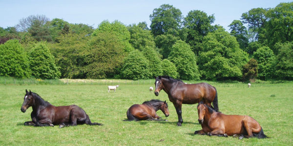 Horses in Grey Abbey's fields