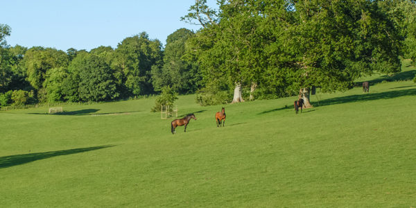 Horses in Grey Abbey's parkland