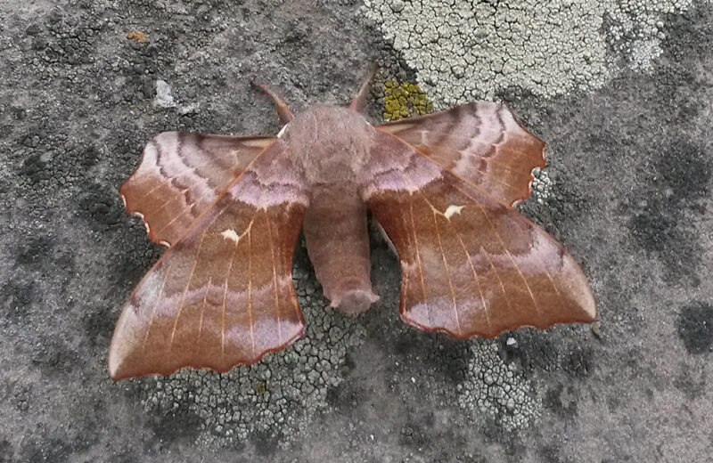 A male Poplar Hawk-moth (buff variety) at rest on Grey Abbey House