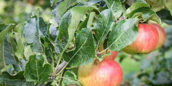 Grey Abbey's apples