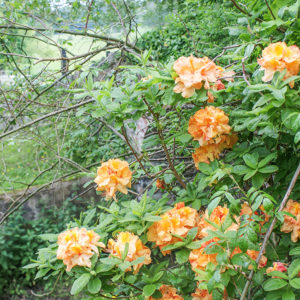 Grey Abbey Azalea