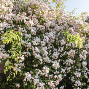 A climbing Rose