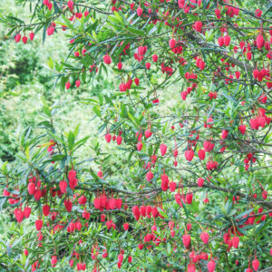 Grey Abbey Crinodendron