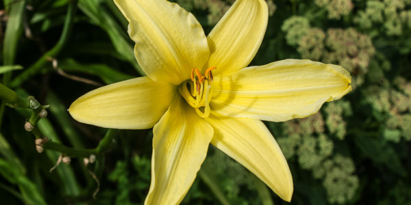 Grey Abbey Day Lily