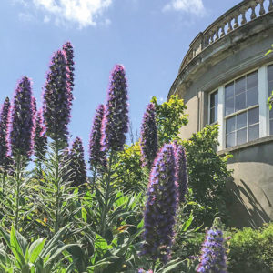 Grey Abbey Echiums in the Sunken Garden