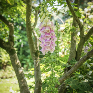 Grey Abbey Foxgloves