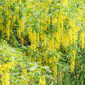 Grey Abbey Laburnum