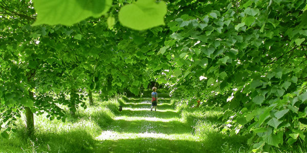 Grey Abbey Lime tree avenue