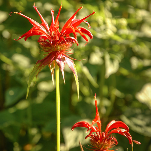 Grey Abbey Monarda 'The Squaw'