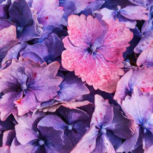 Grey Abbey variegated Hydrangea