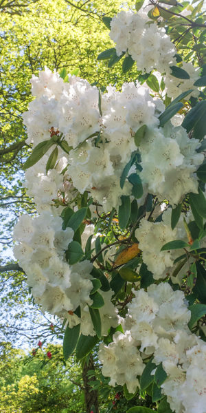 Grey Abbey white Rhododendron