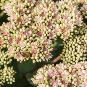 Grey Abbey Vibernum