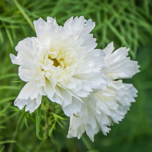 Grey Abbey white Carnation