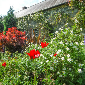 The Granary border flowers 3