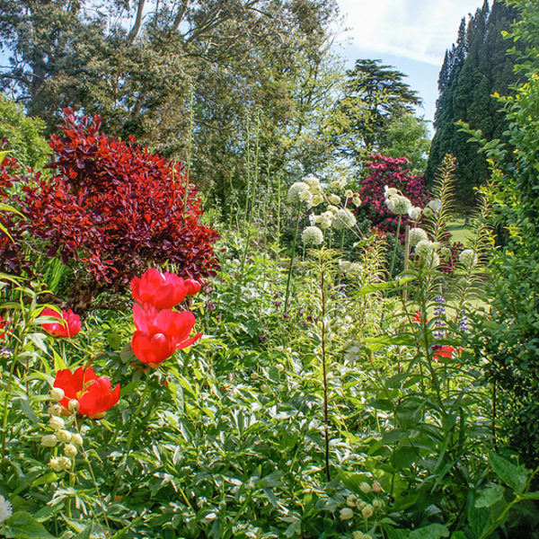 Grey Abbey border flowers