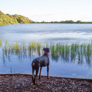 Looking over Grey Abbey lake