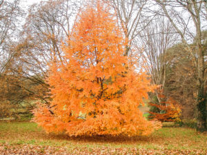 Our Nothofagus alessandrii