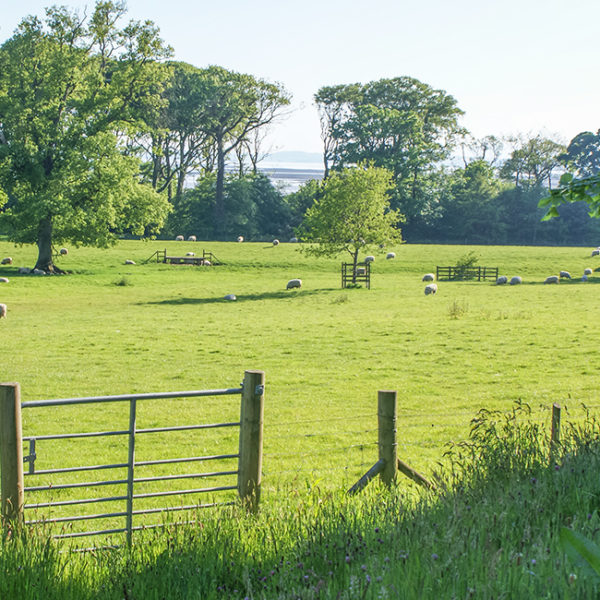 Grey Abbey's parkland