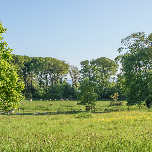 Grey Abbey's parkland