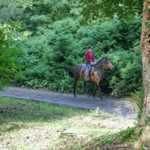 Riding on the Grey Abbey Estate