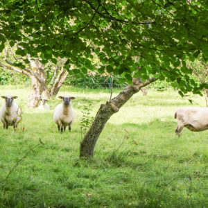 Shropshire Sheep at Grey Abbey