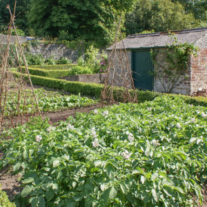 The vegetable garden