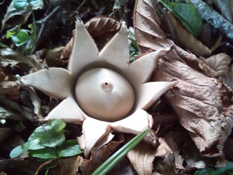 A Collared Earthstar | Geastrum triplex at Grey Abbey House