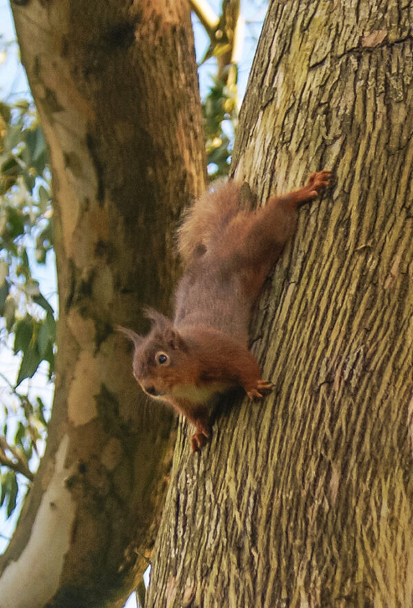 A Red Squirrel | Sciurus vulgaris at Grey Abbey House